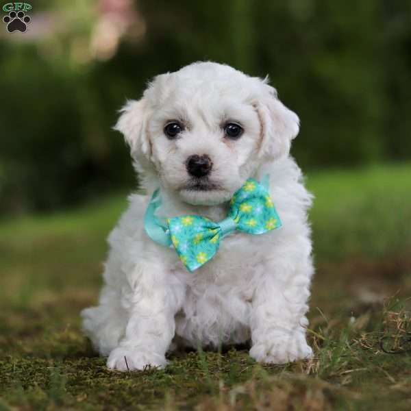 Russel, Bichon Frise Puppy